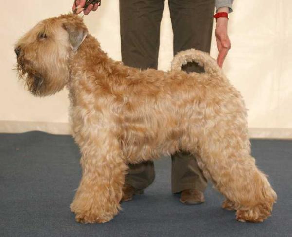 Mechta Poeta Magic Five | Soft Coated Wheaten Terrier 