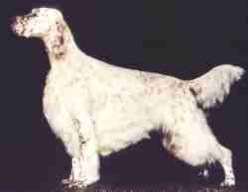 Foxtract's The Invincible One | English Setter 