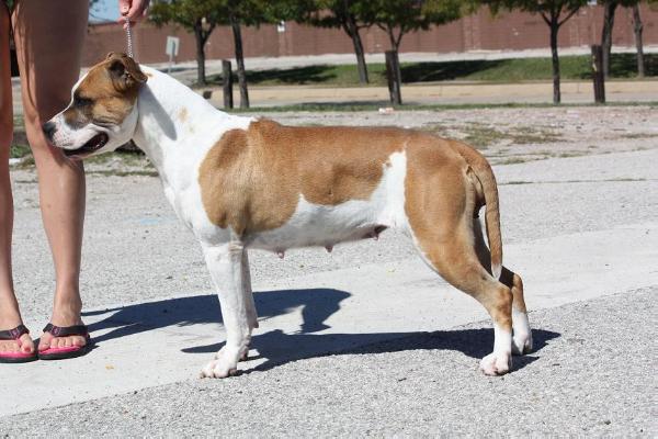 Sha-D Blue's Flirting With Fire | American Staffordshire Terrier 