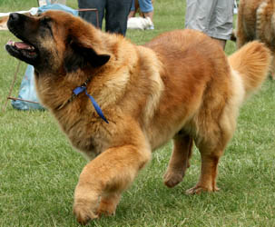 Aiwa z Leonkovho Raja | Leonberger 