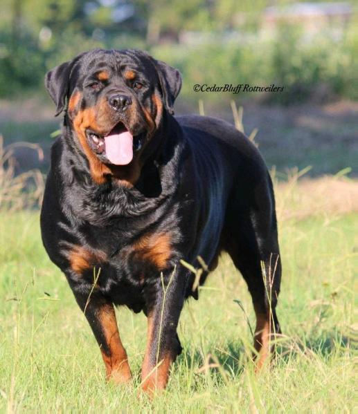 Southern Prides Shayla | Rottweiler 