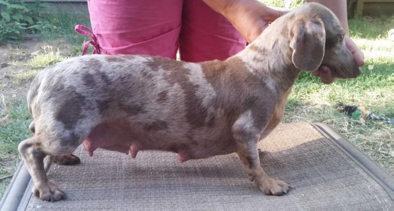 GH CANDY PIECES MS | Dachshund 