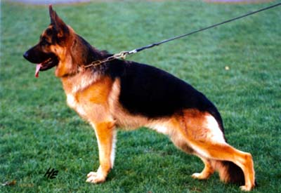 Nicco von Arlett | German Shepherd Dog 