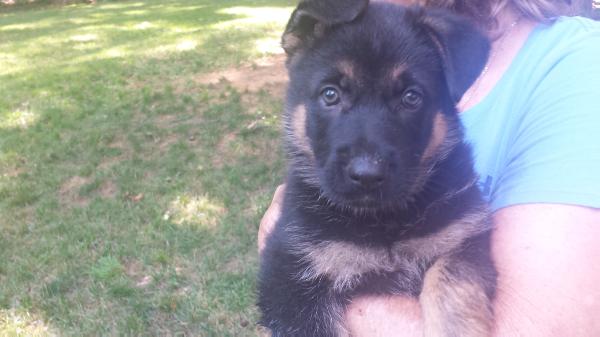 Queenie vom Haus Rentz | German Shepherd Dog 