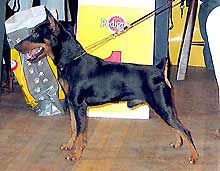 Slavjan benefice | Miniature Pinscher 