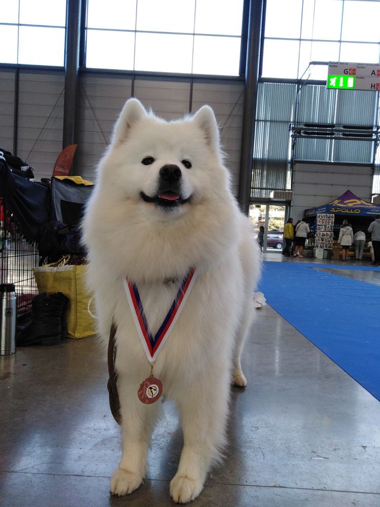 Beauty Bayley Samoyed-devet mostu | Samoyed 