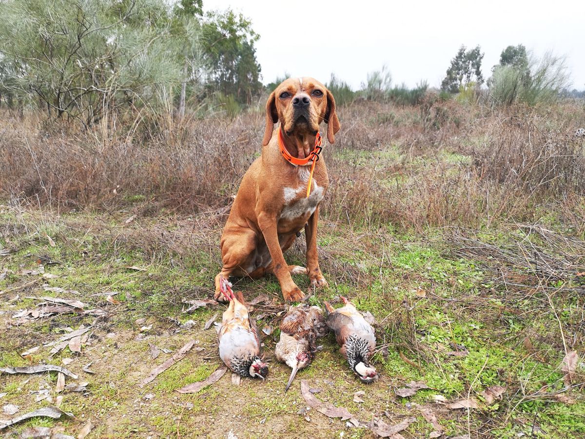 Ritinha | Portuguese Pointer 