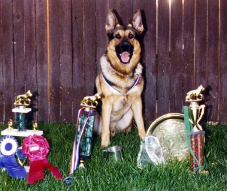 Ison Novy Spis | German Shepherd Dog 