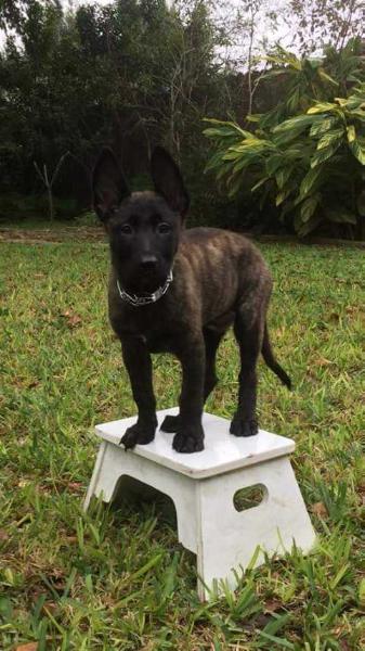 Ozzy | Dutch Shepherd 