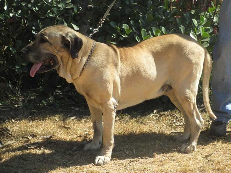 Ideal Guardiães do Caracu | Fila Brasileiro 