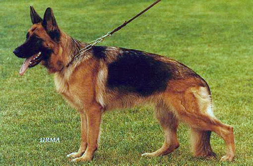 Oscha von der Wienerau | German Shepherd Dog 