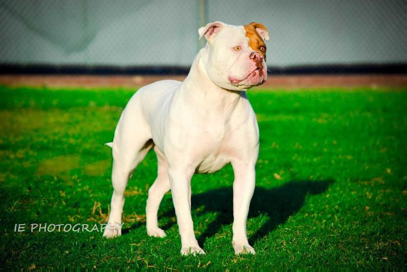 Metalheads Freya | American Bulldog 