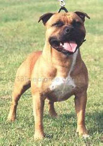 Jackstaff Fasination | Staffordshire Bull Terrier 