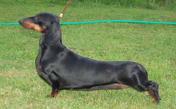 Alpheratz Catwalk | Dachshund 