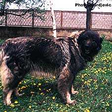 Alma | Yugoslavian Shepherd Dog-Sarplaninac 