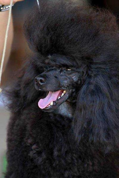 Black Mails De Luca | Poodle 