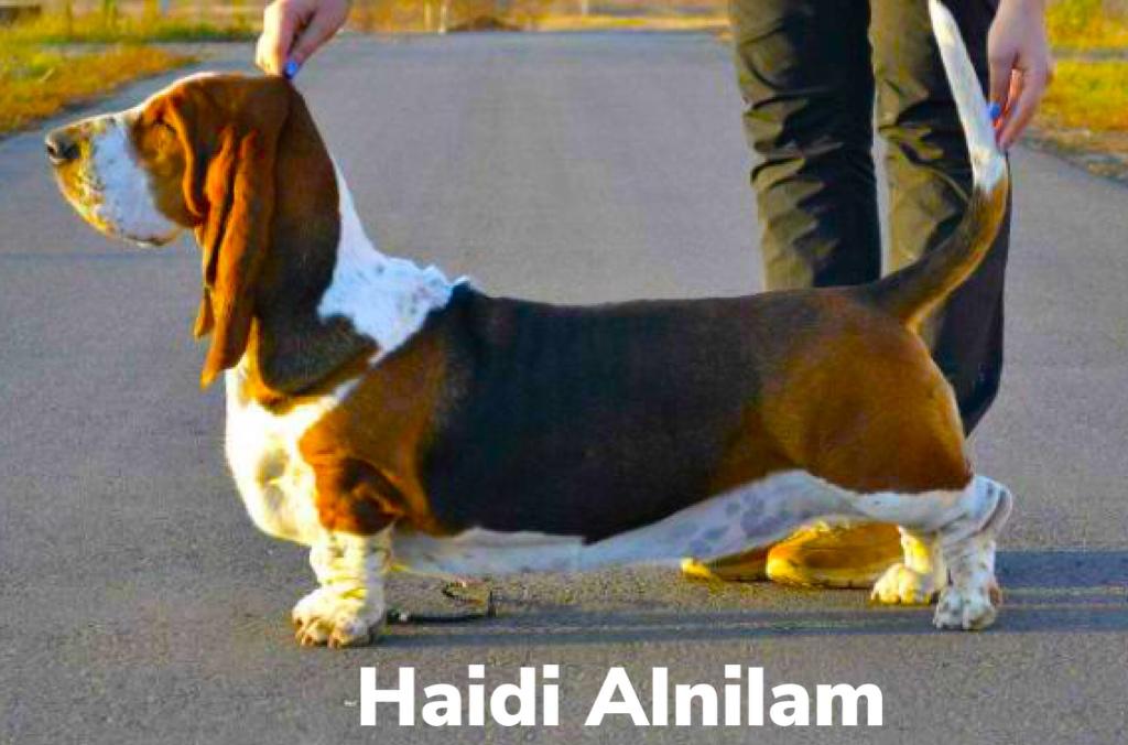 Haydi Alnilam | Basset Hound 