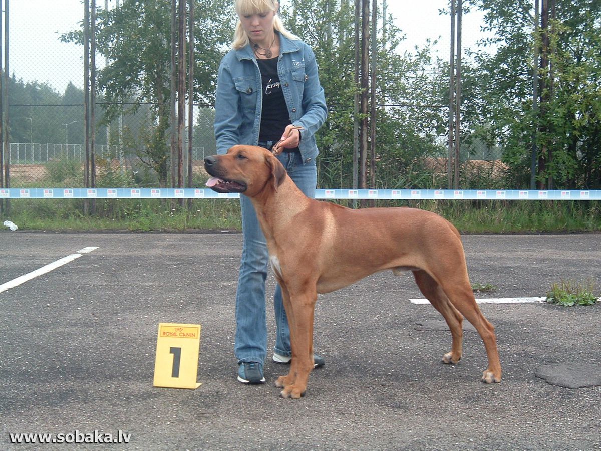 Akimbo Abusimbel Clever Brave | Rhodesian Ridgeback 