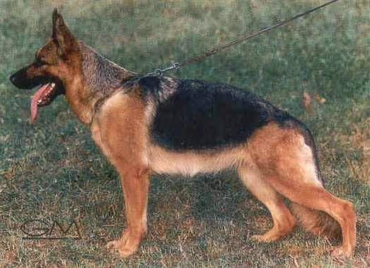 Dasy von Darius | German Shepherd Dog 