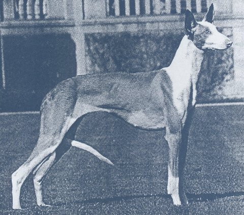 Ahram's Lahn of Huntarot | Ibizan Hound 