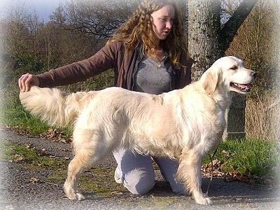 Hulya de la Vallée de la Garde | Golden Retriever 