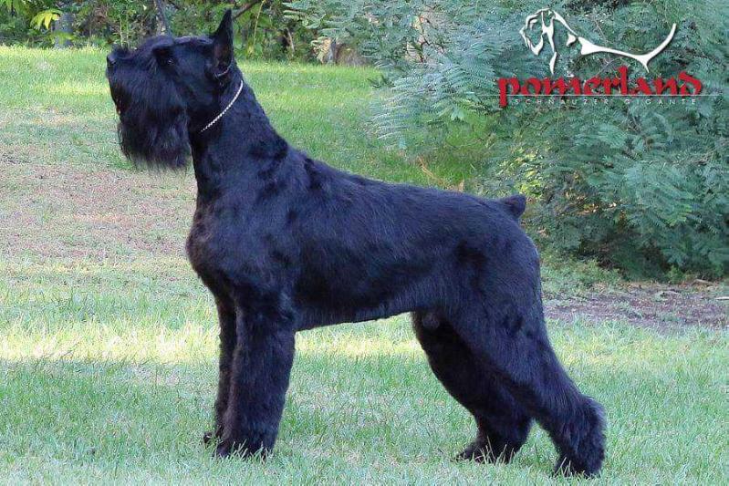 Ringo Star De Pomerland | Giant Schnauzer 