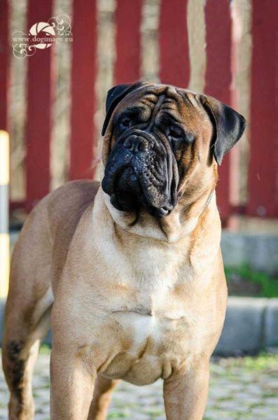 Victory Bulls De Beer Aragon | Bullmastiff 