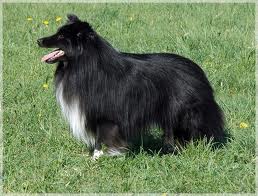 Whisperwind Blackjack | Shetland Sheepdog 