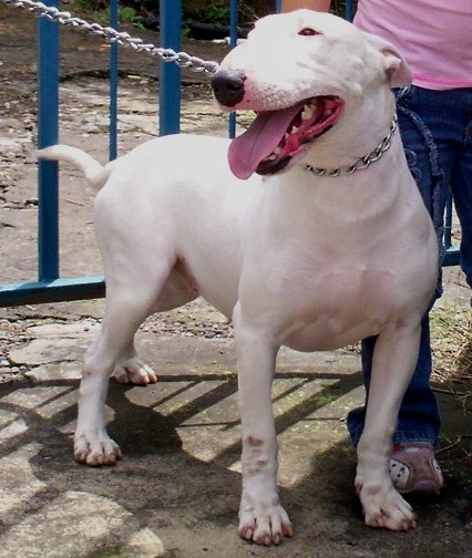 A-KRIAN "ISIS" | Bull Terrier 