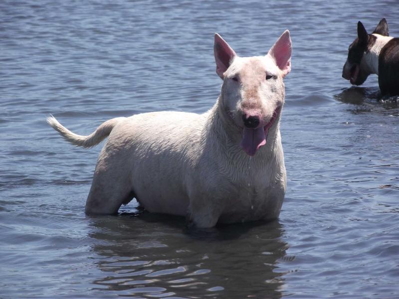 Thanksgivin Duc Pollack | Bull Terrier 