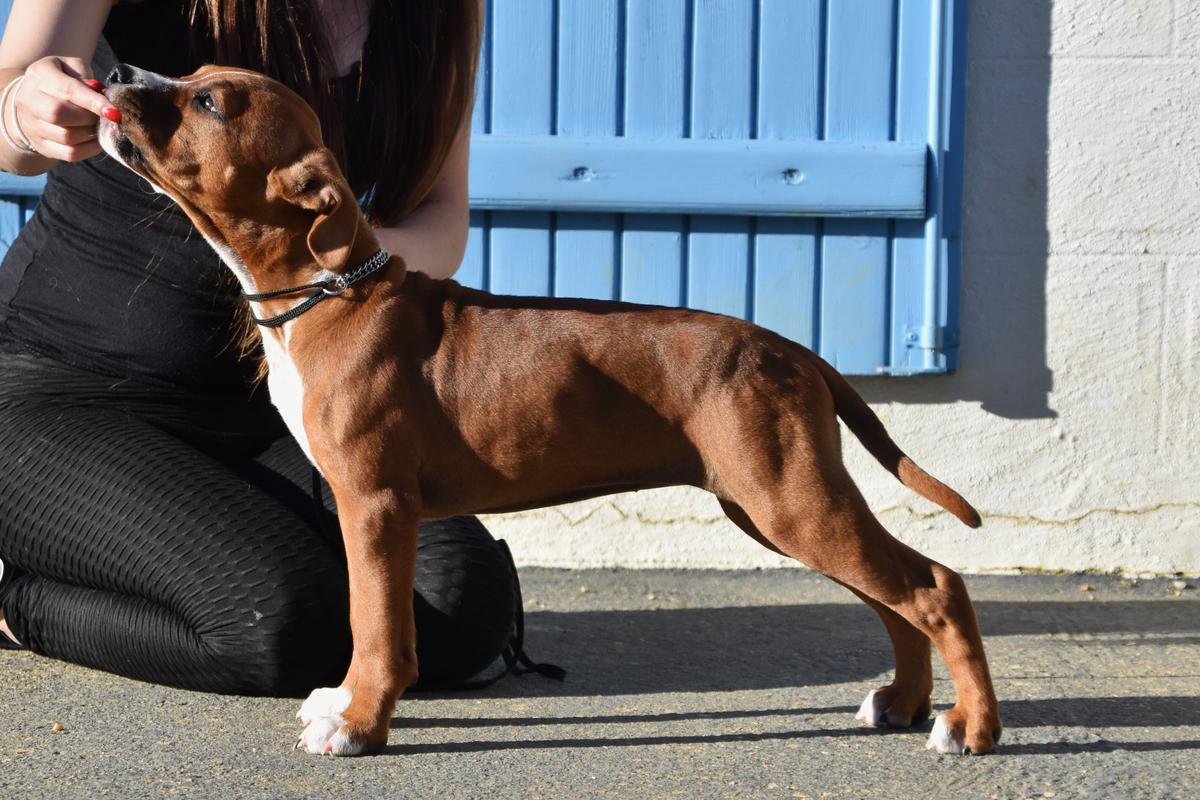 Lechis The Legend of Sindelar | American Staffordshire Terrier 