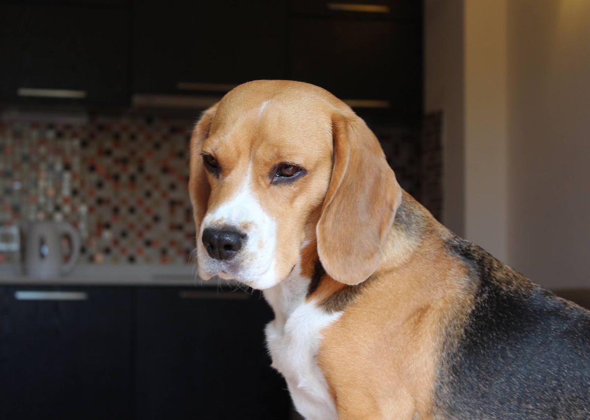 LAKI | Beagle 