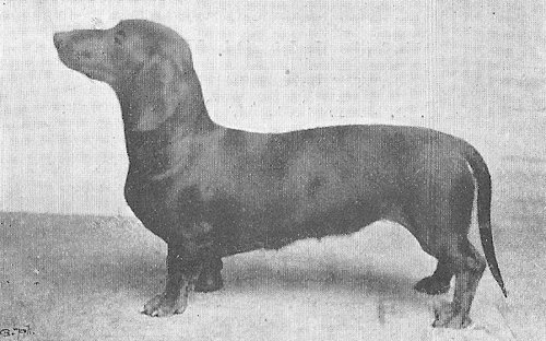 Idun vom Isartal | Dachshund 