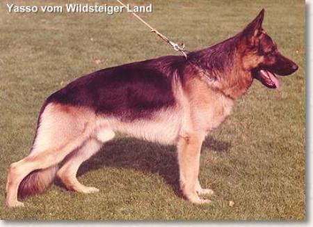 Yasso vom Wildsteiger Land | German Shepherd Dog 