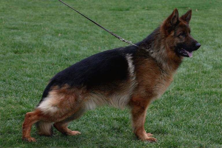 Juppi von der Bärenschlucht | German Shepherd Dog 