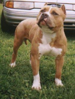 Nitro's Natural Explosion | American Pit Bull Terrier 