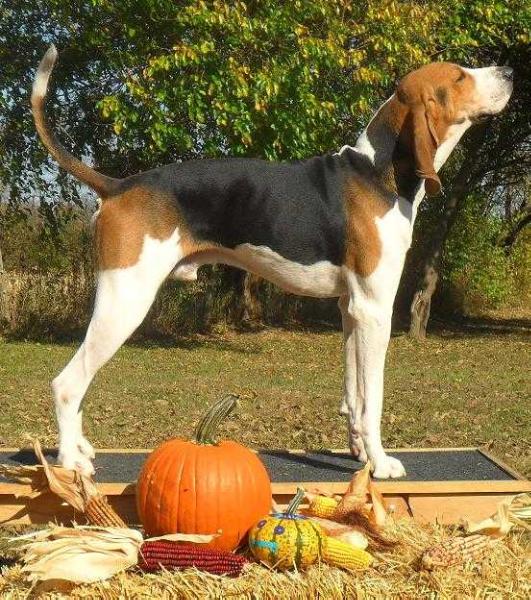 Cherry Creek Ringside Gossip | Treeing Walker Coonhound 