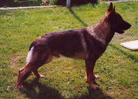 Ikon von der Räubertochter | German Shepherd Dog 