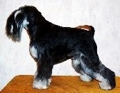 GETSMART v. Brukenthal | Miniature Schnauzer 