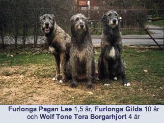 Wolf Tone Tora Borgarhjort | Irish Wolfhound 