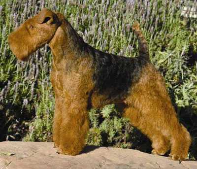Sanherpinc Paisa | Welsh Terrier 