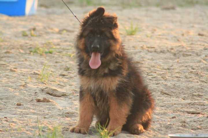 Maximus z Debowej Doliny | German Shepherd Dog 