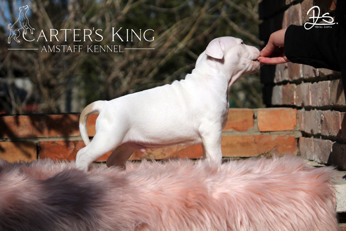 Carter's King Absolut Elyx | American Staffordshire Terrier 