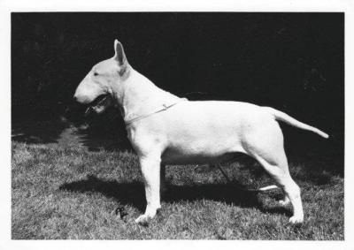 Jobrulu Anthyllis | Bull Terrier 