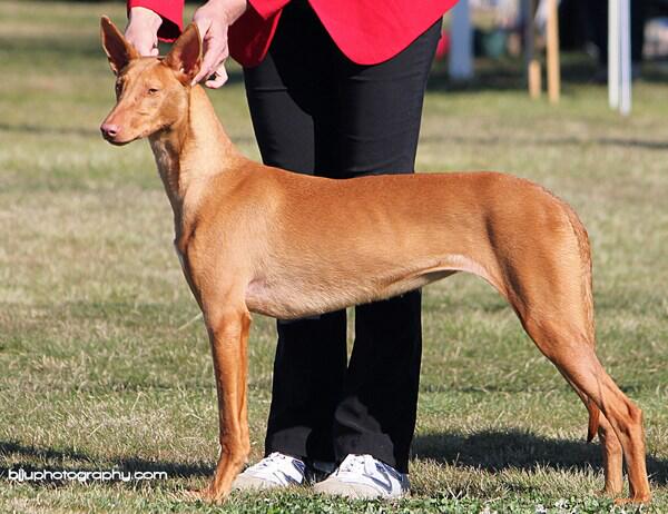 vicoridge lotsa leather | Pharaoh Hound 