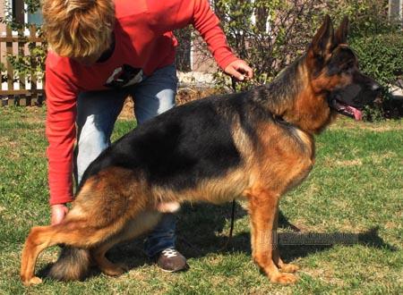 Illex von der Sudheimer Linde | German Shepherd Dog 