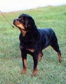 Shadows All I Ever Wanted | Rottweiler 