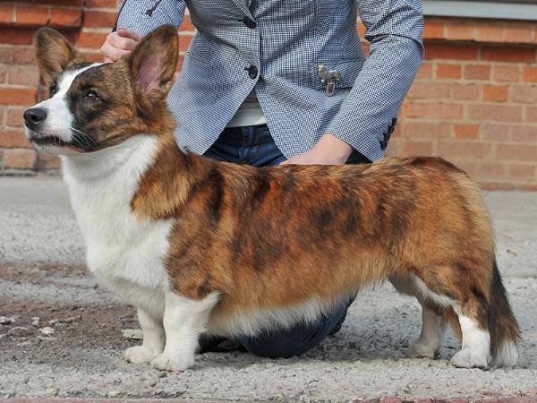 Aethwy Russian Ballerina | Cardigan Welsh Corgi 