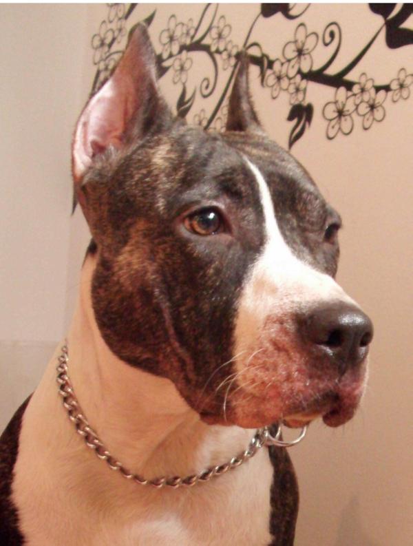 Herra Brindle Girl | American Staffordshire Terrier 
