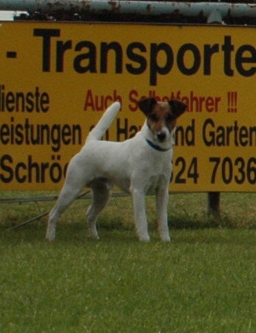 Gallant Grayson of Foxy Wonderworld | Smooth Fox Terrier 